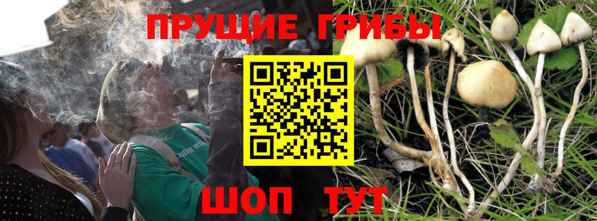 Псилоцибиновые грибы Magic Shrooms  Вход с VPN  купить   Гурьевск  Псилоцибиновые грибы Magic Shrooms 